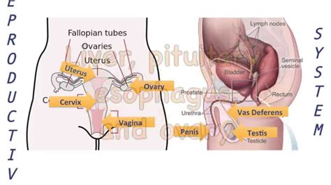 This useful list will help you expand your english vocabulary words. Human Body Parts Song (Anatomy Lesson) - YouTube