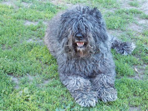 Discover everything you need to know if there was a competition for dog with the best facial hair, the bouvier des flandres, also known as they have a muscular, short, broad back, and both their forequarters and hindquarters have strong. Pin on noble Bouvier