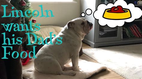 Learn more about some feeding tips for your pooch. Lincoln wants his Dad's food | ENGLISH BULLDOG - YouTube