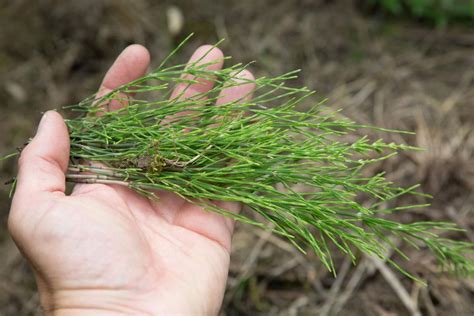 Da wir nun niemand einen schaden damit zufügen, wenn wir das unkraut ausjäten, wollen wir dasselbe heute zum gegenstand unserer naturwissenschaftlichen forschungen erheben. Natürlicher Pflanzenschutz | Pflanzenschutz, Pflanzen ...