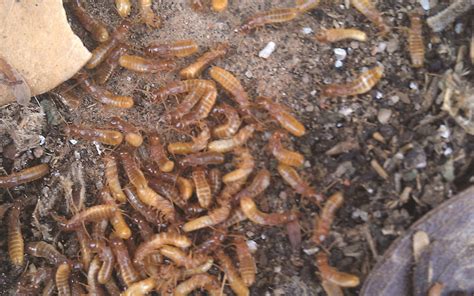 Sustainable farming works with nature to keep crops, pests, diseases, weeds, and soil life in balance. Fungus-Farming Termites Practice Pest Control