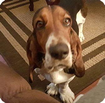 We service all of the richmond area. Richmond, VA - Basset Hound. Meet Max, a dog for adoption ...