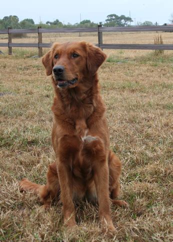 The box retriever is a large designer dog breed that's created by crossbreeding a golden retriever and a boxer. Thunderstruck Retrievers Golden Retriever Puppies in ...