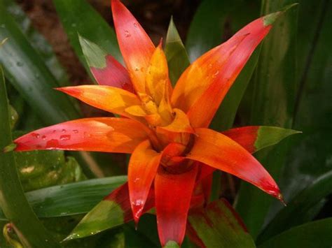 It is grown as a potted plant in most parts of the united states but can also be grown outdoors year round in florida. Flowers That Bloom Year Round | derrickandmelisa