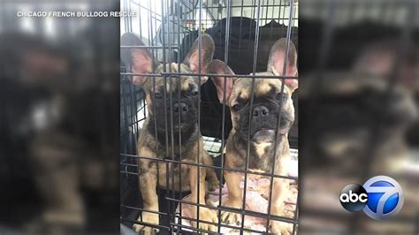 Before beginning the adoption process, we at no borders bulldog rescue ask that you take the time to truly evaluate your life to determine if you are no borders bulldog rescue is located in dallas, texas. 23 French bulldog puppies rescued from Texas brought to ...