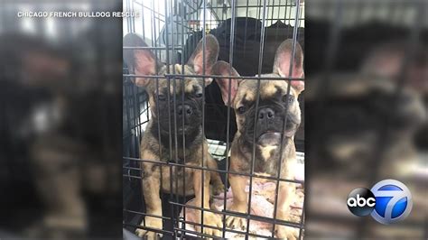 How many french bulldogs are currently awaiting adoption? 23 French bulldog puppies rescued from Texas brought to ...