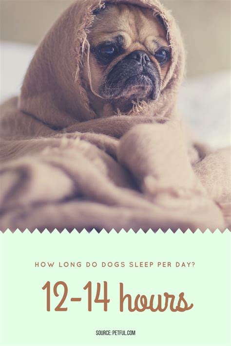 Justanswer.com has been visited by 100k+ users in the past month How Long Do Dogs Sleep Per Day? - Petful