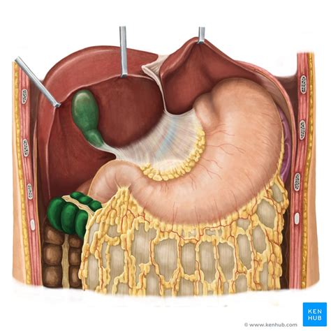 Colon transversum synonyms, colon transversum pronunciation, colon transversum translation, english dictionary definition of colon transversum. Lernkartei Anatomie: Magen (Latein)