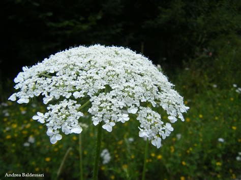 Jan 19, 2021 · fiori estivi resistenti al sole. Le avventure della mia fantasia: Un piccolo tributo ai ...