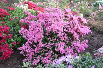 The bark is dull brown with vertical orange cracks. Shrub - Fertilizing | Walter Reeves: The Georgia Gardener