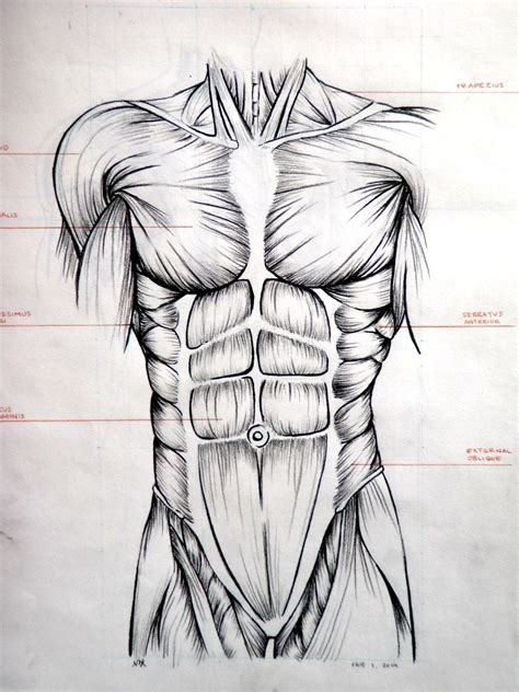 Torso muscles by darkkenjie on deviantart. Drawing. Abdominal muscles. | Desenho anatomia, Desenho ...