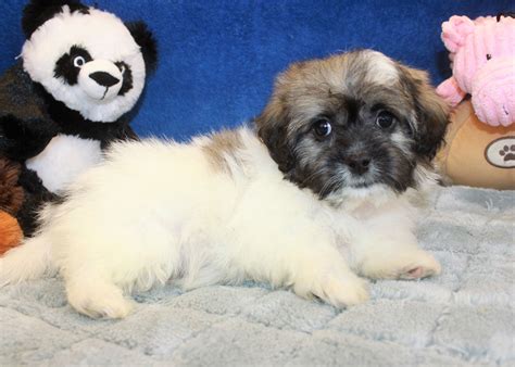 Shelters & individuals can post animals free. ― ♥ rescue me! Shorkie Puppies For Sale - Long Island Puppies