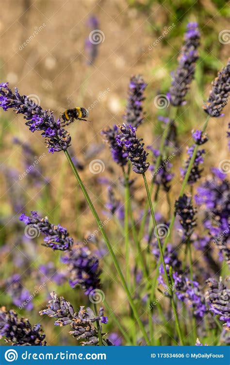 Bumble and bumble thickening full form soft mousse 5 oz. Bumble Bee Landing On Lavender Flower In Provence Stock ...