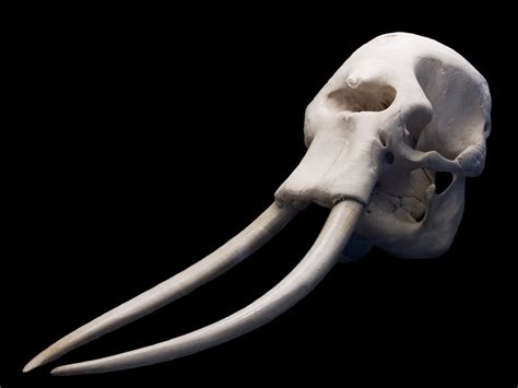 We did not find results for: elephant skull - a photo on Flickriver