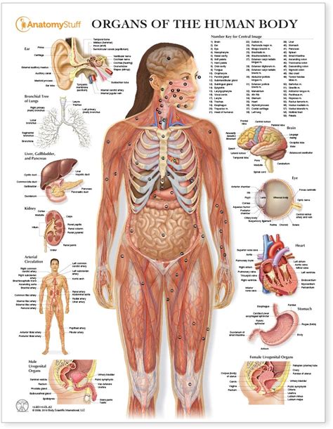 This diagram depicts female human anatomy 744×1116 with parts and labels. Organs of the Human Body Chart | Human Organs Anatomy Poster