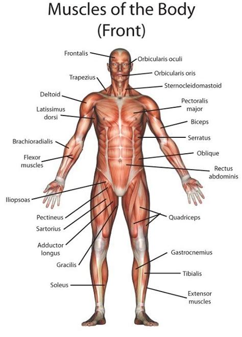 Stand in front of a mirror and find each of the muscles shown here in your own body. Muscle Anatomy | Diagram Picture | Body muscle anatomy ...