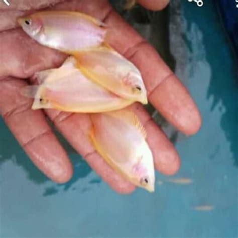 Kali ini saya share cara membuat ikan gurame saus padang yang simple dan ennnaaak banget. Jual ikan gurame padang - Kota Depok - arya fish | Tokopedia