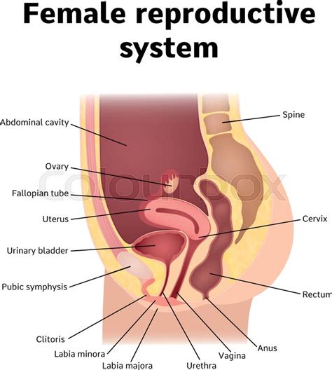 Female anatomy includes the external genitals, or the vulva, and the internal reproductive organs. Female internal genital organs ... | Stock Vector | Colourbox