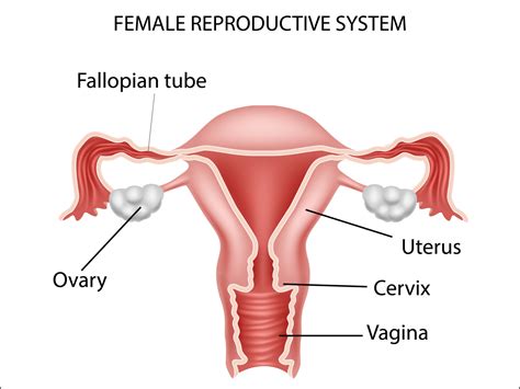 Choose from 500 different sets of flashcards about female internal organs on quizlet. Female reproductive system by Tigatelu on Dribbble