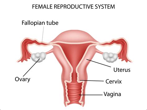 The female reproductive system includes the ovaries, fallopian tubes, uterus, vagina, vulva, mammary glands and breasts. Female reproductive system by Tigatelu on Dribbble