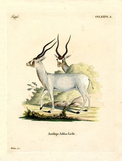 The addax is critically endangered. Addax Antelope - German School, (19th century) en ...