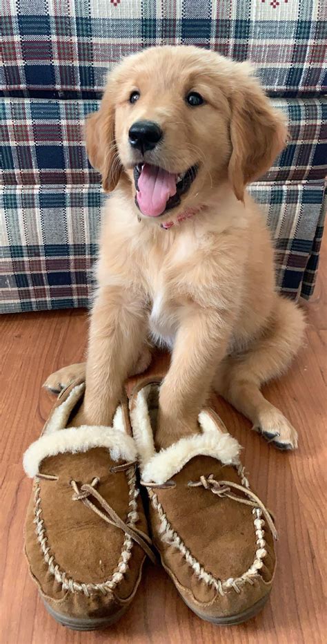 Looking for cool dog names and unique kitty names for your newest family member? Reddit this is River! (With images) | Cute cats and dogs ...