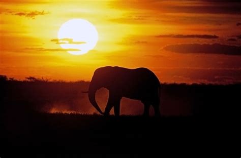 Eastern cape, südafrika, sonnenuntergang, meer, ufer, steine, landschaft. Begegnung bei Sonnenuntergang - wild lebende Elefanten zu ...