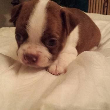 Very sweet boston terrier, smart, gorgeous markings. Boston Terrier puppies for Sale in Tracy, California ...