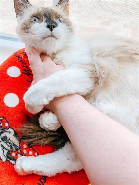 There's so much more than the. Ragdoll Cat Cost: What to Expect When you Own a Ragdoll ...