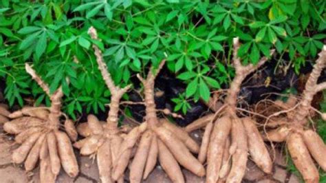 Umbi akar ialah akar yang tumbuh membesar karena berisi cadangan makanan. Ciri Ciri Umbi Akar - Doc Cara Berkembang Biak Tanaman Nur ...