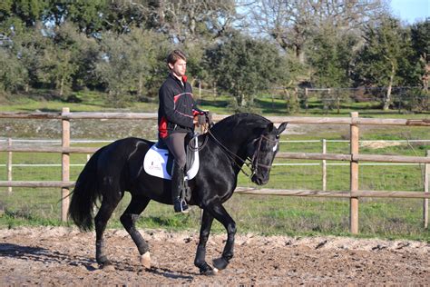 Vom einreiseverbot gibt es nur wenige ausnahmen z.b. Lusitano Hengst PERDIGÃO - Almeida Lusitanos