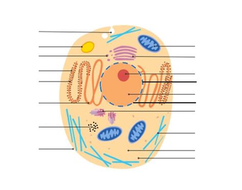 Maybe you would like to learn more about one of these? The Animal Cell (2019) Quiz