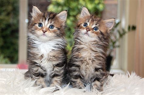 They enjoy a lot of lap time which makes them very friendly and. Cute&Cool Pets 4U: Maine Coon Cats