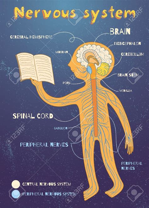 The central nervous system (cns) consists of the brain and the spinal cord, while the peripheral nervous system (pns) consists of sensory neurons this was an overview of the human nervous system function and structure along with a labeled diagram. Pin by Oana Nechifor on EASD | Human nervous system ...