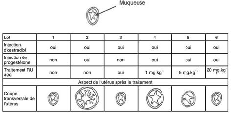 The mechanism of action involves the intracellular receptors of the antagonized hormones (progesterone and glucocorticosteroids). bac ES - Pondichéry 2013 - partie 3