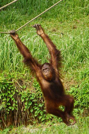 The road trip to orang utan island. Bukit Merah Orang Utan Island Foundation (Semanggol ...