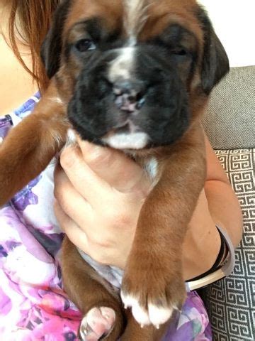 Subscribe to the get indianapolis pets newsletter. Boxer puppy for sale in INDIANAPOLIS, IN. ADN-47705 on ...