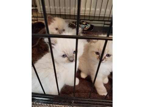 They often just like to hang loose like a rag doll when held. Ragdoll kittens FOR SALE ADOPTION from Collinsville ...