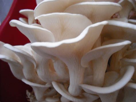 I have never heard of a drug test that checks for psilocybin. How Often Can You Eat Shrooms - The Psychedelic Experience ...