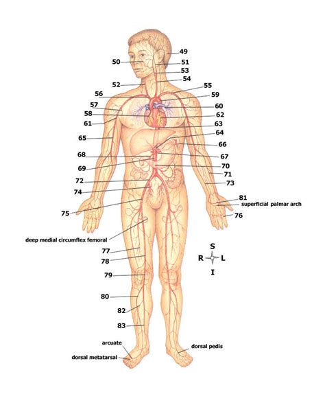 Maybe you would like to learn more about one of these? Arteries Diagram Unlabeled / Circulatory System Diagram ...