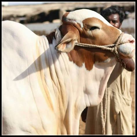 Qorbān offering and classical syriac: 2015 Qurbani Janwar - Cow 2015 - Shehar-e-Karachi | News ...