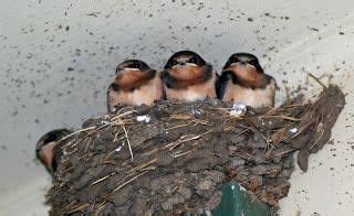 How to deter robins from building nest on house? How to deter Barn Swallows from nesting on your home and ...