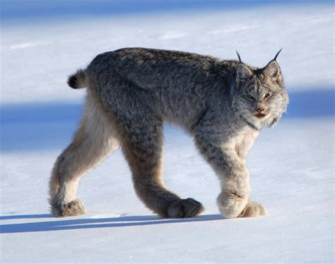 See more ideas about lynx, wild cats, big cats. Animal Galleries, pictures of animals from around the ...