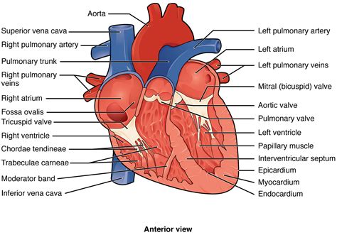 The brain is the control centre of the body. File:2008 Internal Anatomy of the HeartN.jpg - Wikimedia ...