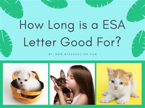 Touch esa offers the esa letter for housing or emotional support animal letter for flying. Pin on My ESA Doctor