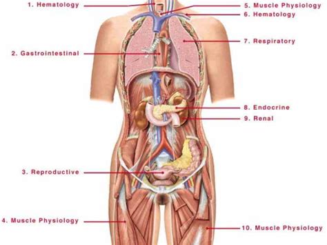 The human body is everything that makes up, well, you. numerous this Female Human Anatomy Organs Diagram medical ...