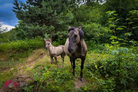 2,565 likes · 130 talking about this. Новини Львова: На Львівщині живуть унікальні нащадки диких ...