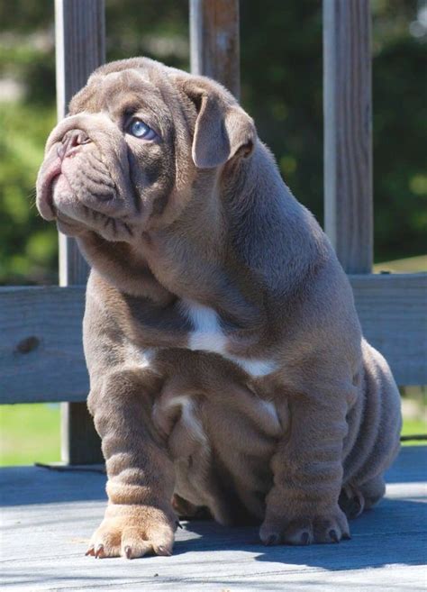 Lira's mickey blue eyes of birts. Lilac blue eyed English bulldog puppy. | English bulldog ...