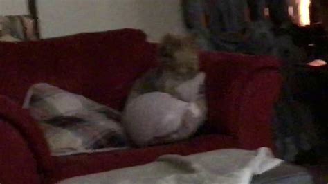 There are several ways you can go about learning how to hump a pillow for guys. Funny dog humping pillow - YouTube