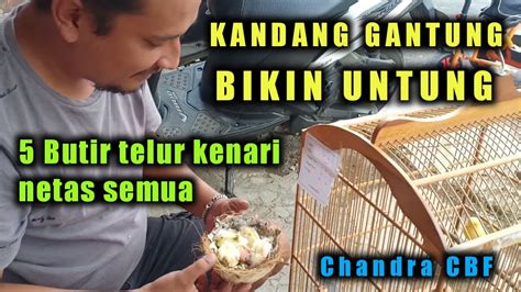 Perlu anda ketahui bahwa burung kenari termasuk jenis burung kicau yang mudah untuk diternak. Ternak Kenari Kandang Gantung - YouTube